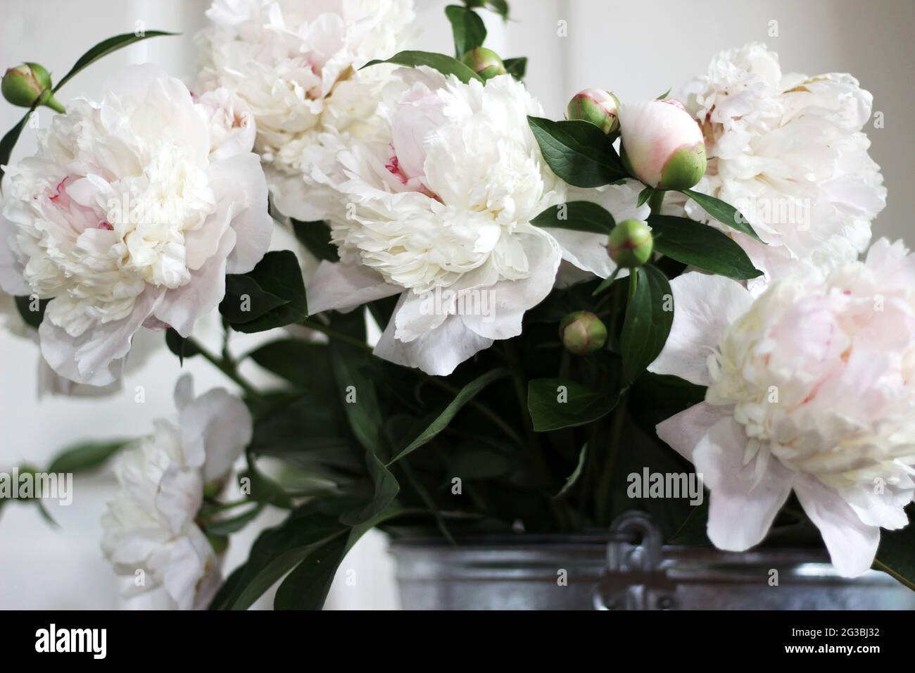 Blumenstrauß aus weißen und Blassen Pink Ponys. Cremige Ponys im Minimalistischen Design des weißen Innenraums. Inneneinrichtung. Stockfoto