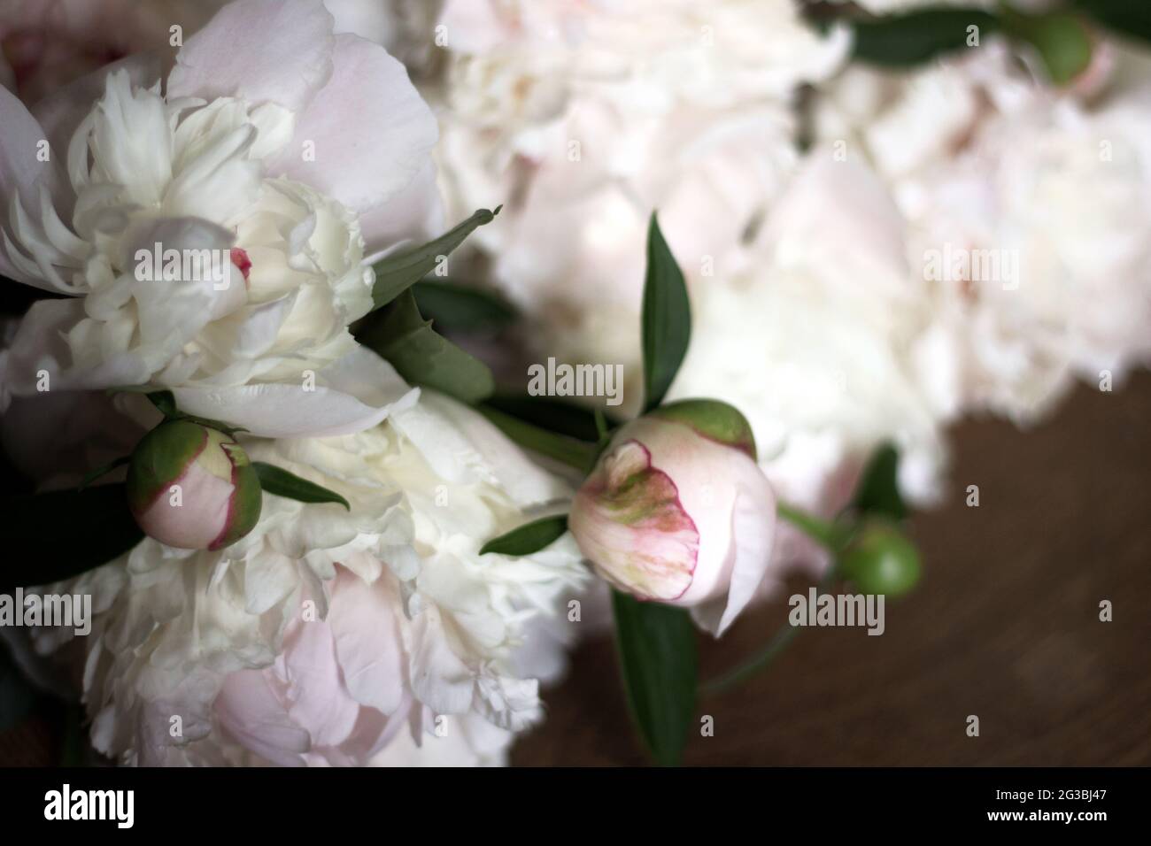 Nahaufnahme des wunderschönen Blumenstraußes der Pfingstrosen. Pfingstrose für Hochzeitsdekor. Stockfoto