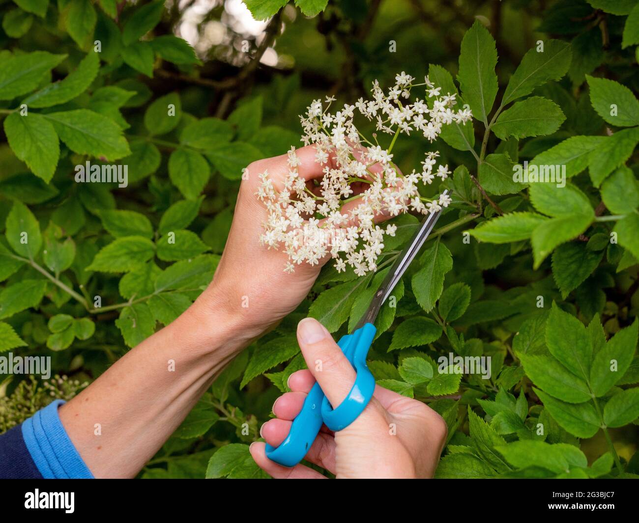 Kaukasische Weibchen, die nach Holunderblüten Nahrungssuche. Nahaufnahme der Hände mit einer Schere, die Blumenköpfe schneidet Stockfoto