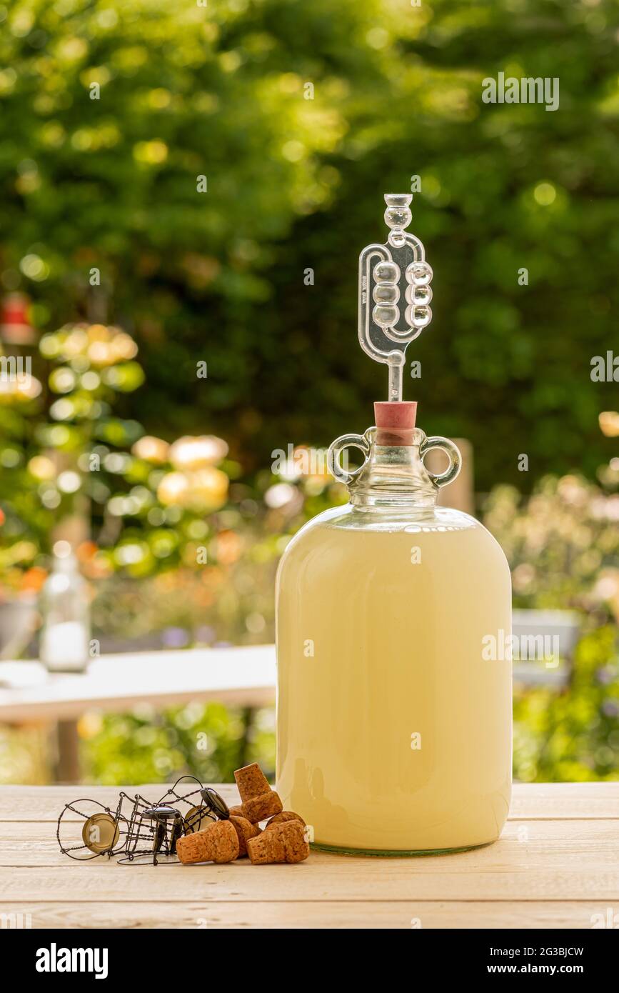 Hausgemachter Holunderblütenchampagner, der in Demijohn auf einem Holztisch gärt und im Hintergrund ein unfokussierten Garten hat. Stockfoto