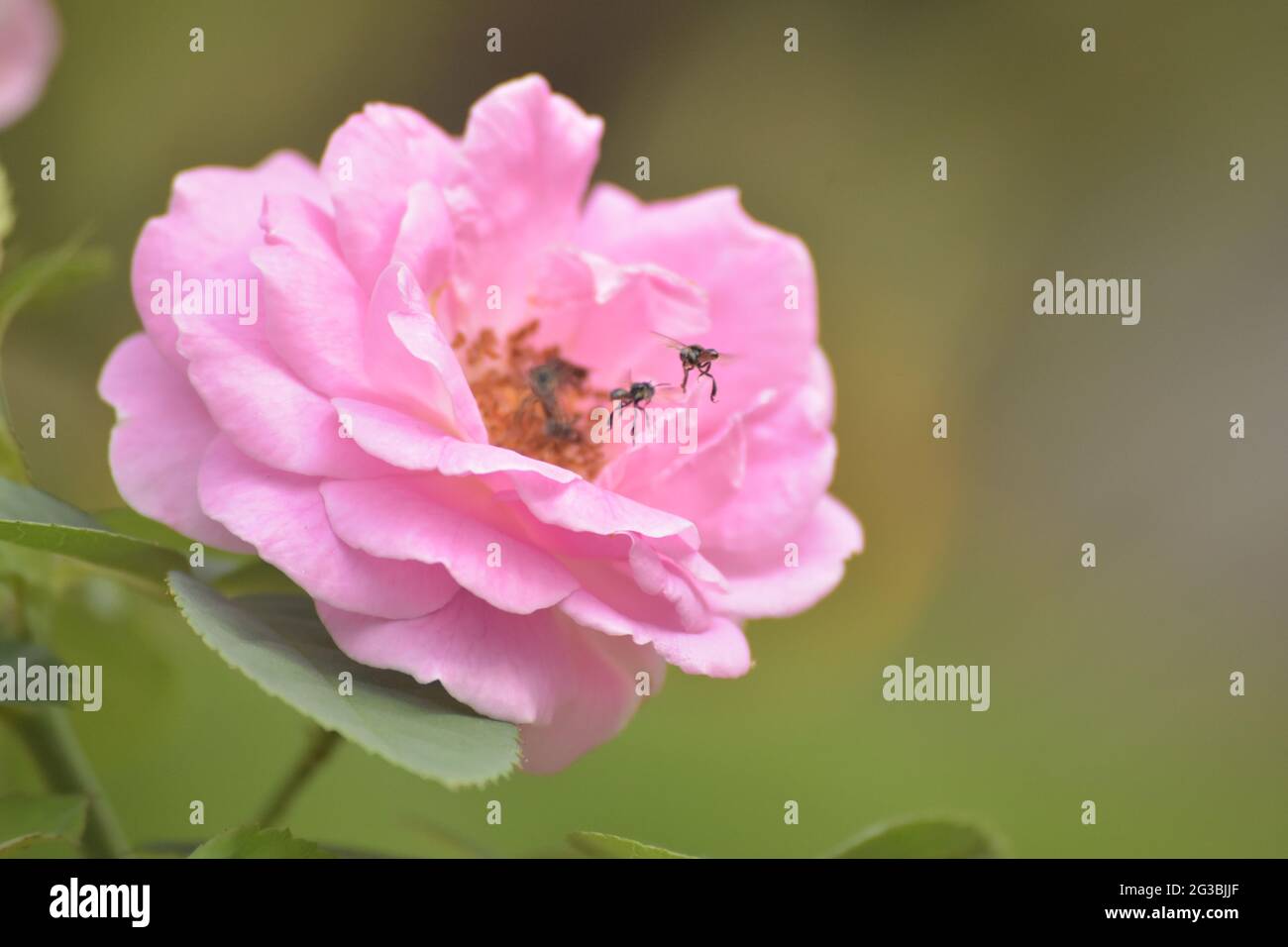 Blume Stockfoto