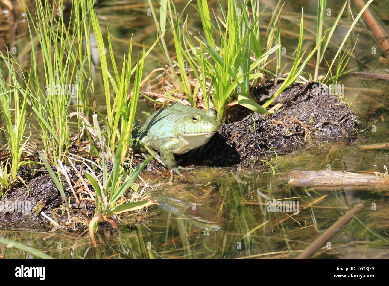 Fetter nordamerikanischer Frosch, der auf einem Baumstamm in einem See