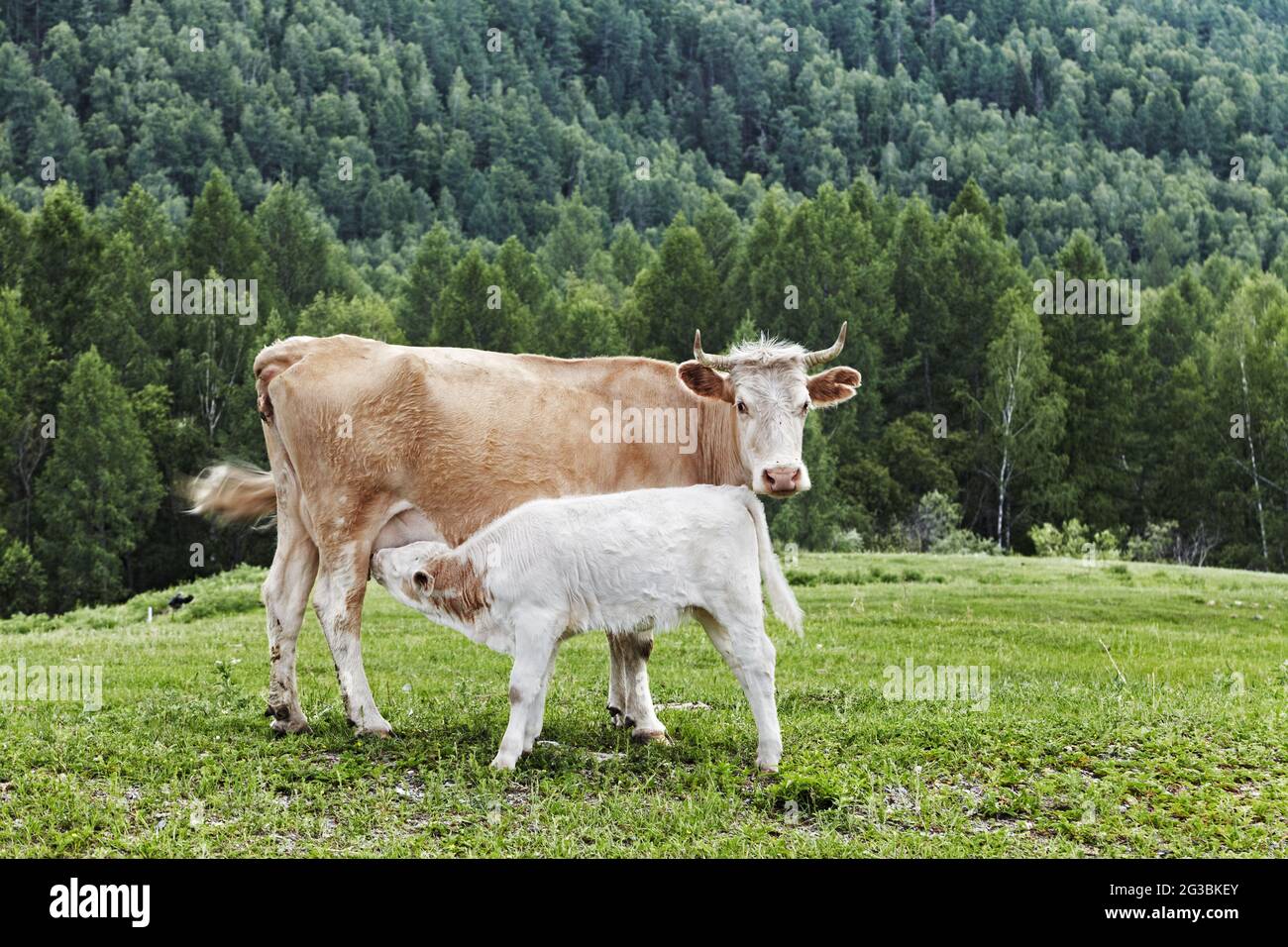 Berglandschaft mit Kühen und Wald Stockfoto