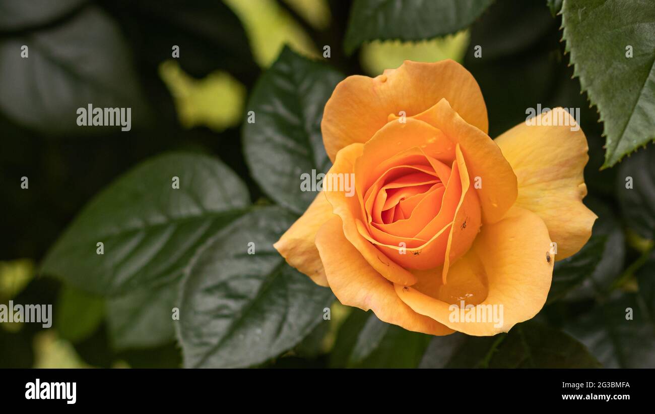 Orangefarbene Rose auf grünem Naturhintergrund, Garten Stockfoto