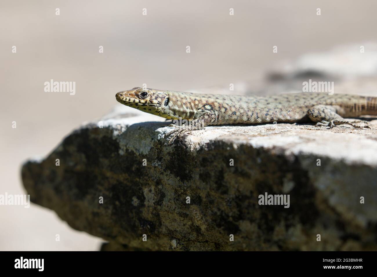 Greek Rock Lizard (Hellenolacerta graeca) erwachsenes Männchen, das auf einer Steinmauer liegt und sich in der Sonne sonnt Stockfoto
