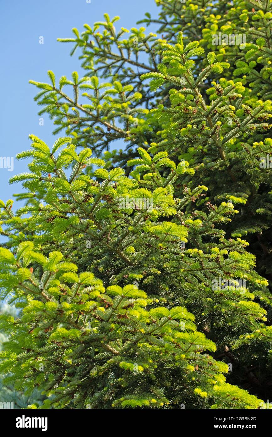 Junge Triebe der Nordmann-Tanne, Abies nordmanniana Stockfoto