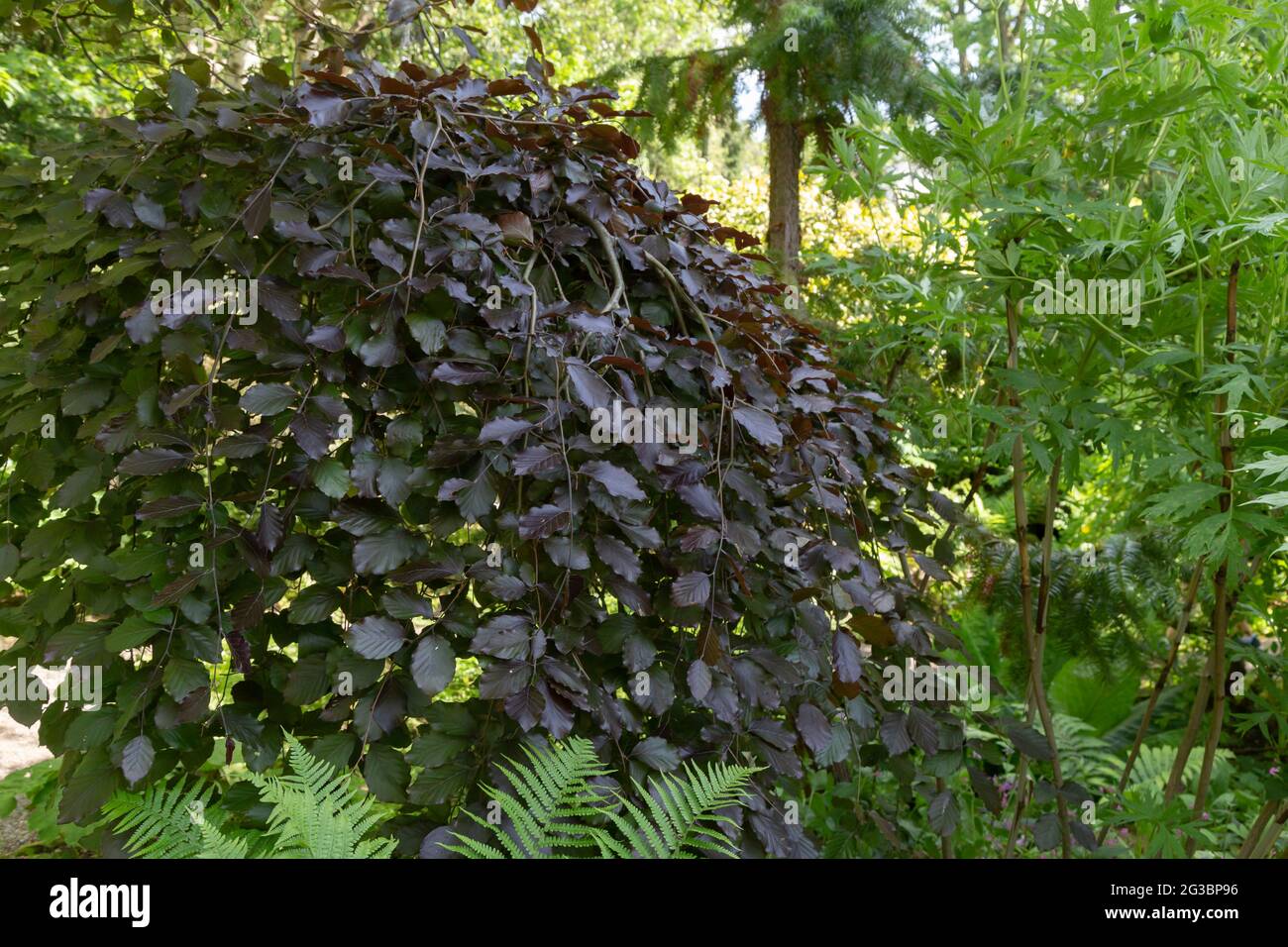 Eine weinende violette Buche in York Gate Garden, Leeds, Yorkshire, England. Stockfoto