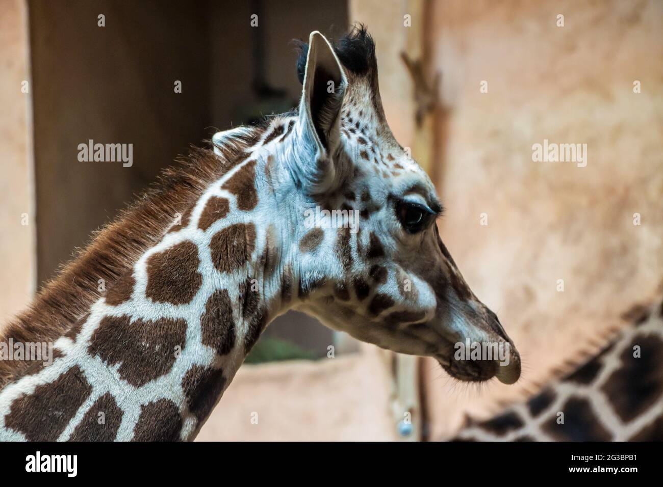 Rothschilds Giraffe (Giraffa Camelopardalis rothschildi) im Prager Zoo Stockfoto