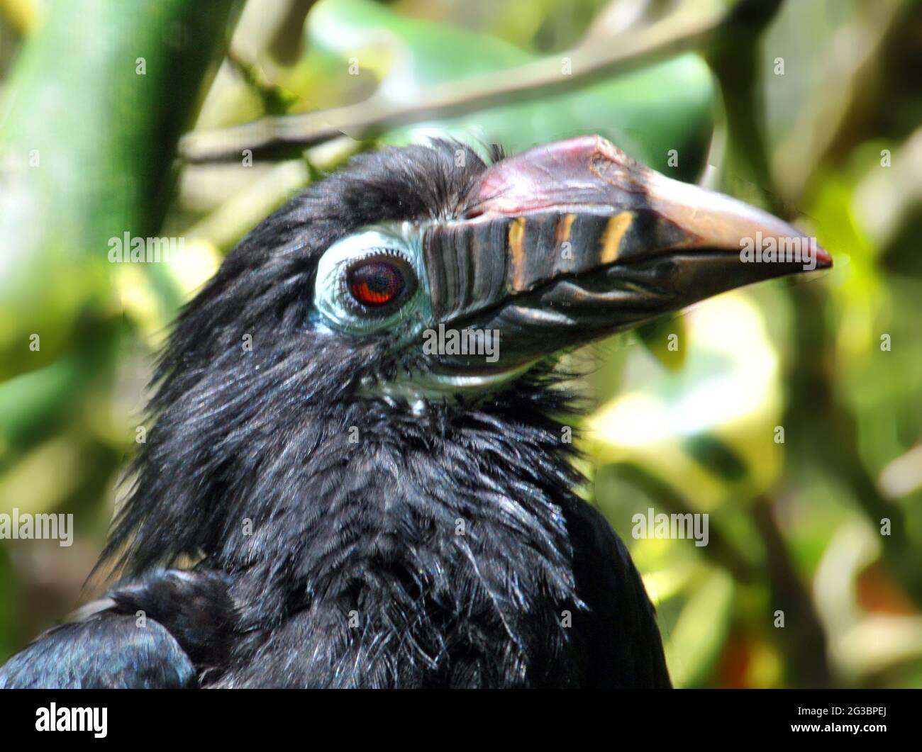 WEIBLICHE VISAYAN TARICTIC HORNBILL, BIRDWORLD, FARNHAM , SURREY PIC MIKE WALKER 2021 Stockfoto