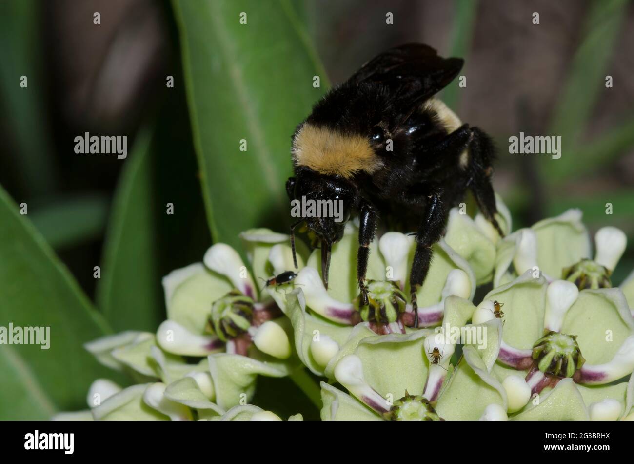 Amerikanische Bumble Bee, Bombus pensylvanicus, Nahrungssuche auf Antilopenhörnern, Asclepias asperula Stockfoto