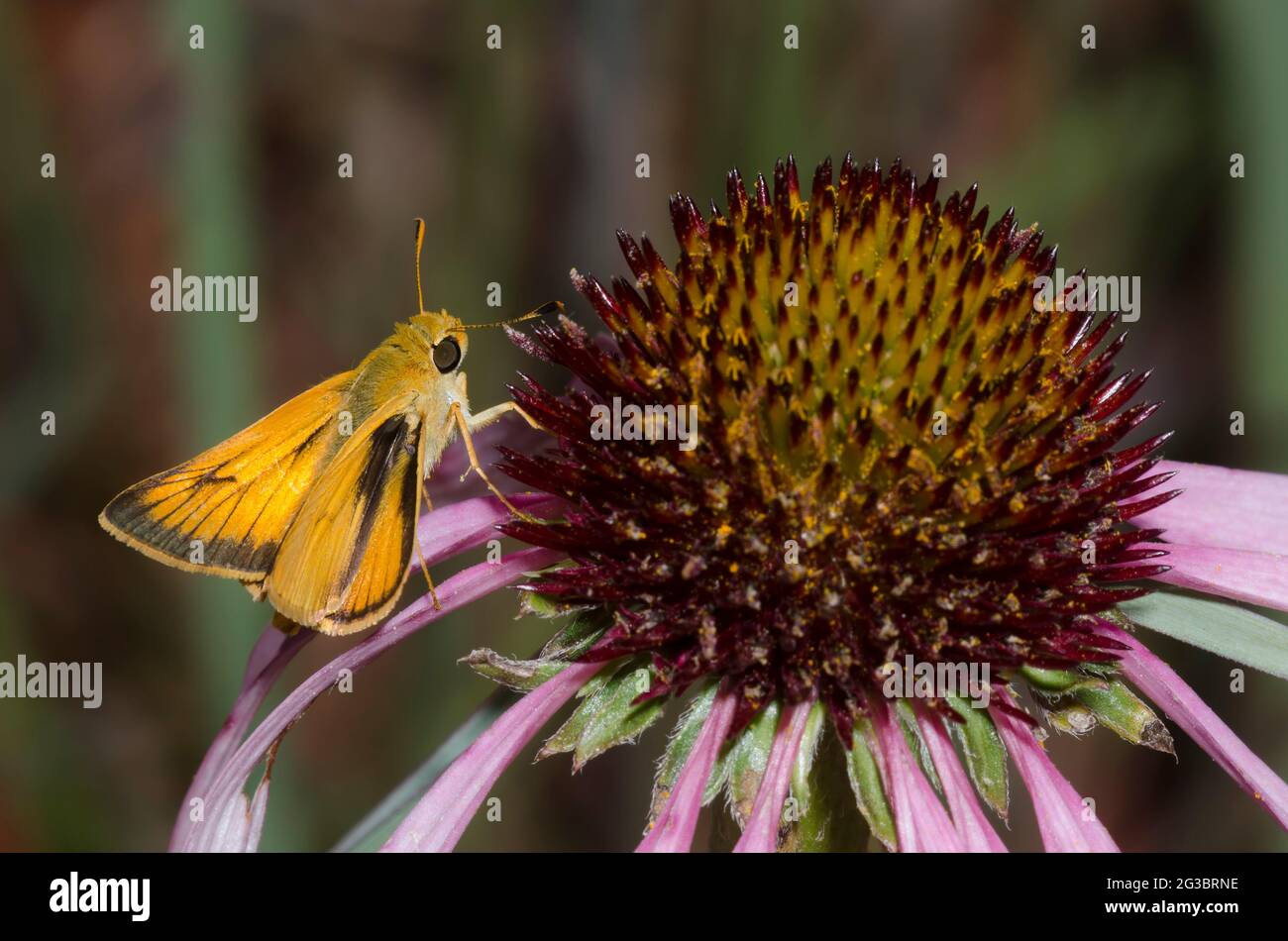 Delaware Skipper, Anatrytone Logan, männliche nectaring aus Sonnenhut, Echinacea angustifolia Stockfoto