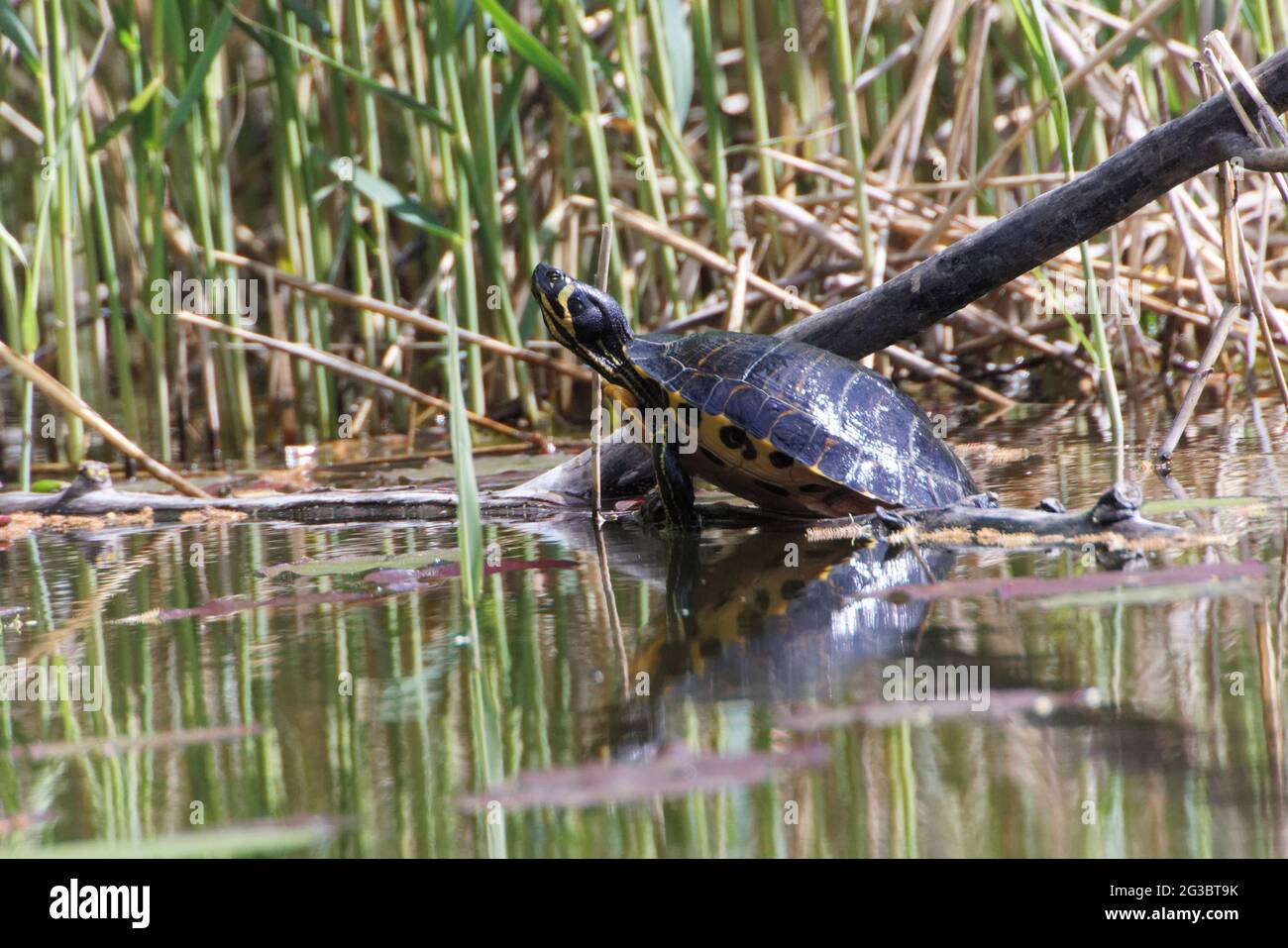 Ein gelbbauchiger Slider (Trachemys scripta scripta) im Ziegeleipark Heilbronn, Deutschland, Europa Stockfoto