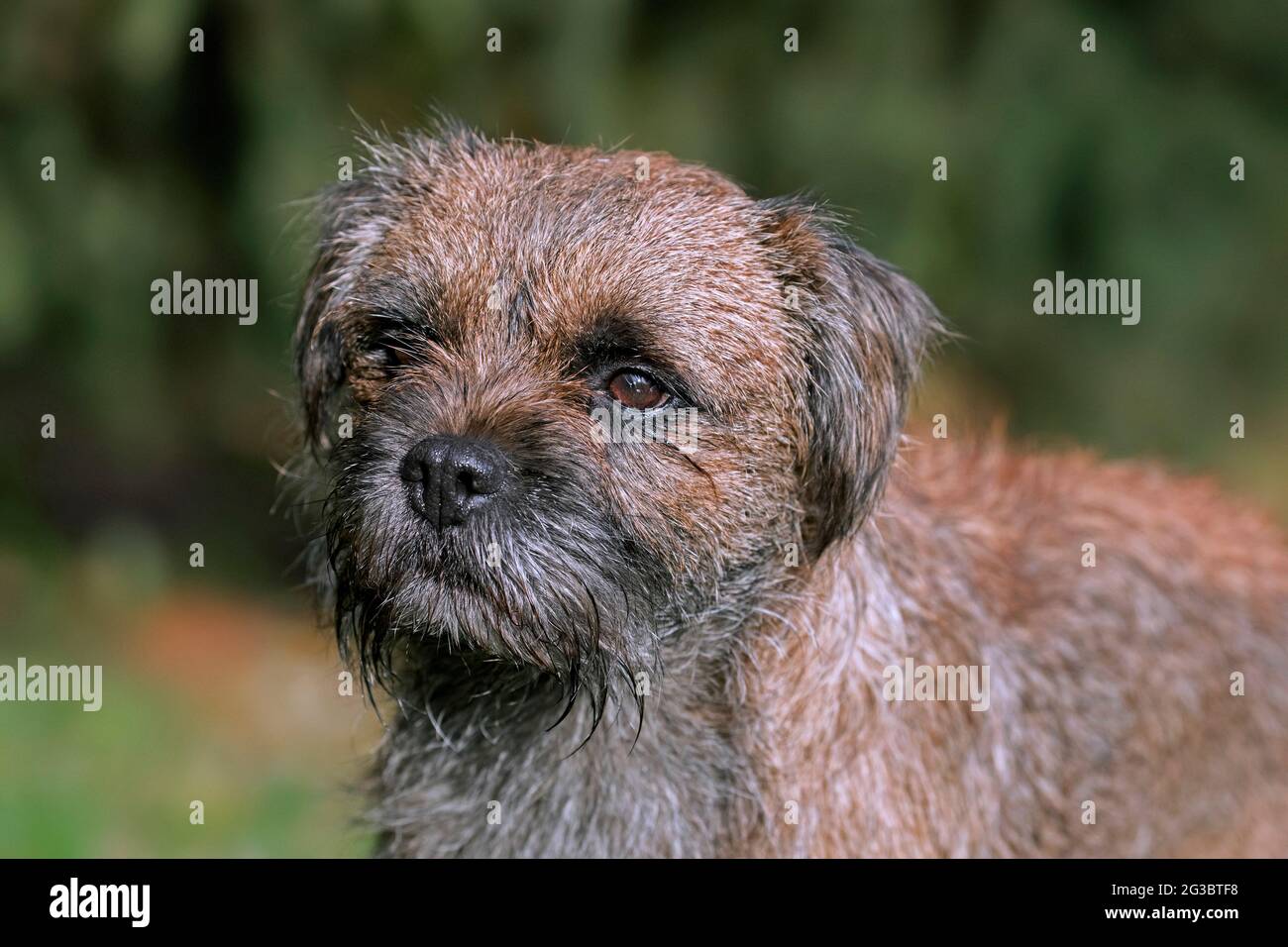 Grizzled Border Terrier im Garten. Britische Hunderasse von kleinen, grob beschichteten Terrier, traditionell in der Fuchsjagd verwendet Stockfoto