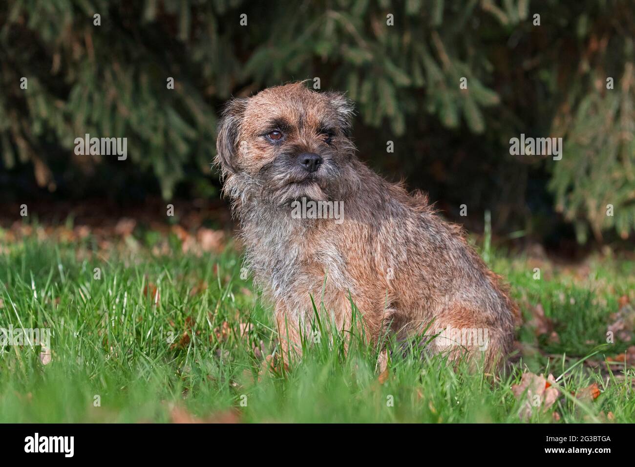 Grizzled Border Terrier sitzt im Garten. Britische Hunderasse von kleinen, grob beschichteten Terrier, traditionell in der Fuchsjagd verwendet Stockfoto