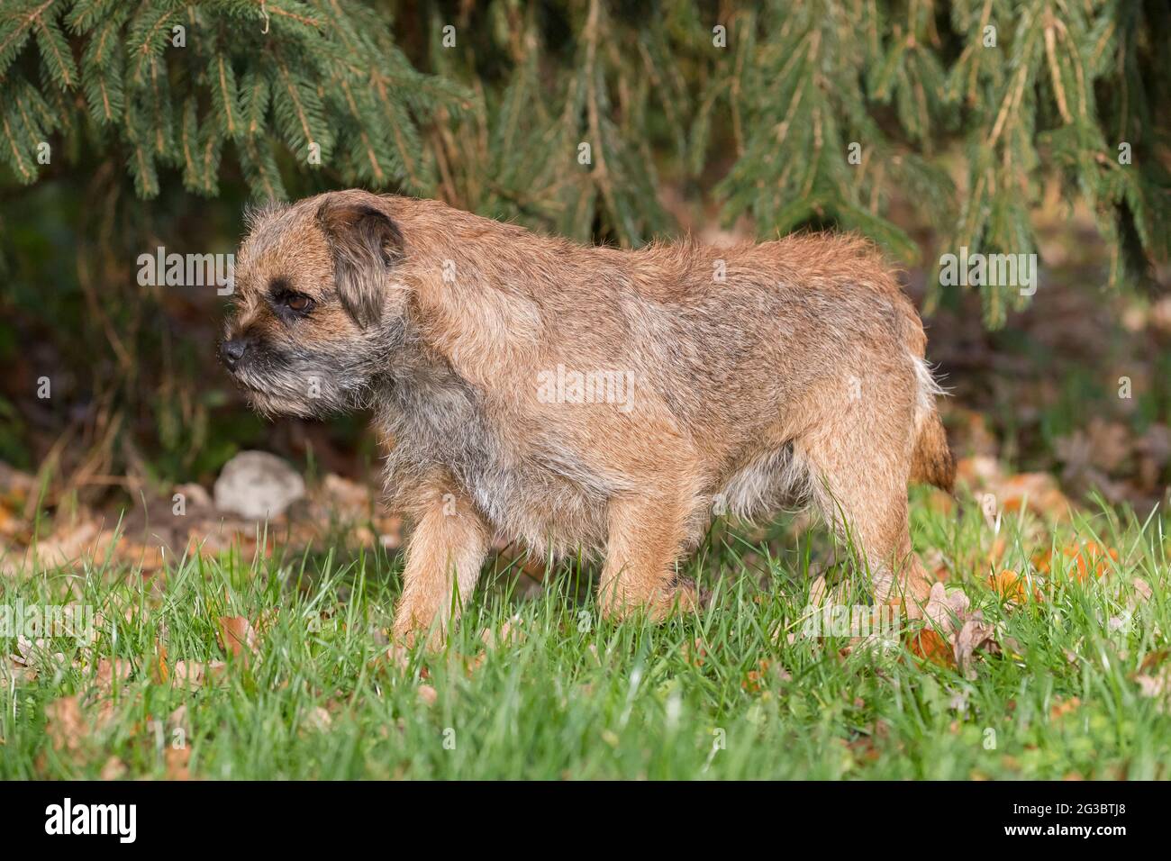 Grizzled Border Terrier im Garten. Britische Hunderasse von kleinen, grob beschichteten Terrier, traditionell in der Fuchsjagd verwendet Stockfoto