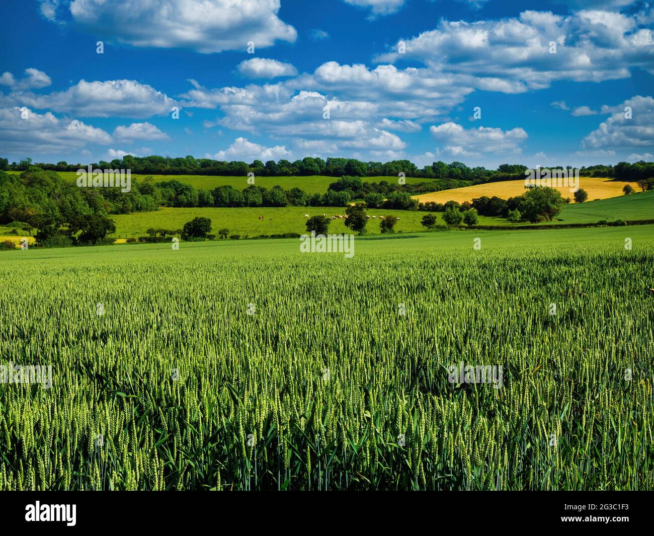 Weizenfelder und Weidefelder im Windrush Valley zwischen den Cotswold-Dörfern Swinbrook und Asthall. Stockfoto