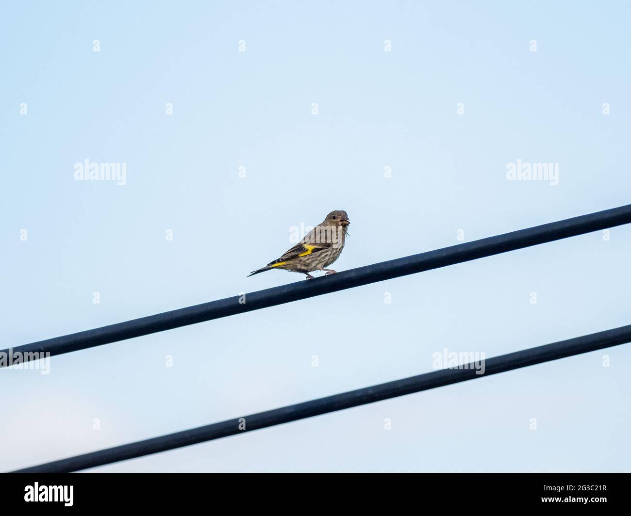 Nahaufnahme eines Vogels auf einem Kabel vor blauem Himmel Stockfoto