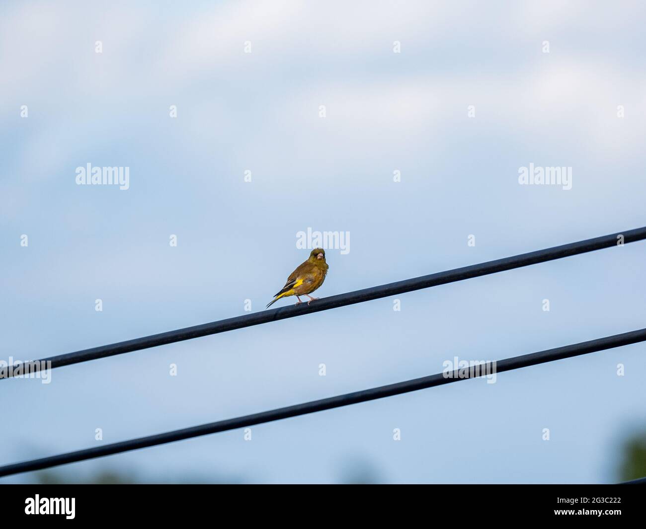 Nahaufnahme eines Vogels auf einem Kabel vor blauem Himmel Stockfoto