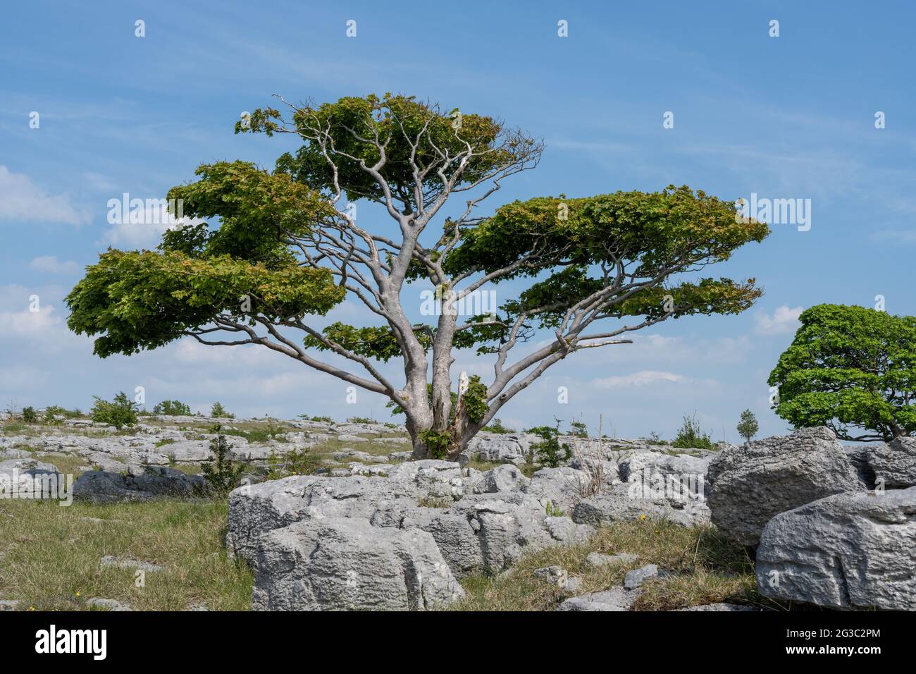 Ein einsamer Baum wächst zwischen den Rändern des Kalksteinpflasters bei Newbiggin Crag, in Cumbria, Nordwestengland. Stockfoto