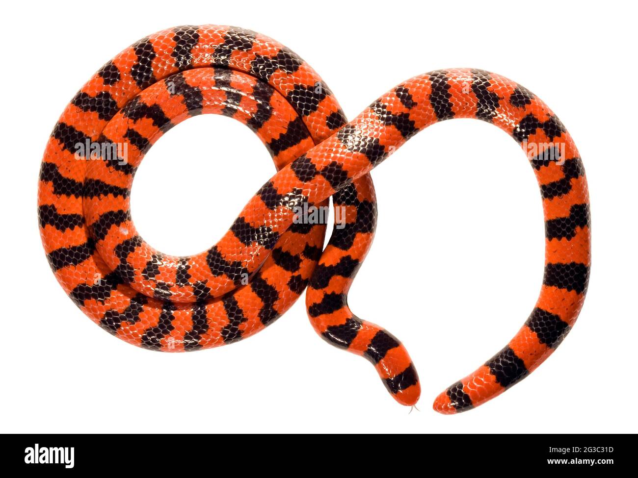 Korallenpipesnake (Anilius scetale), Provinz Orellana, Ecuador Stockfoto