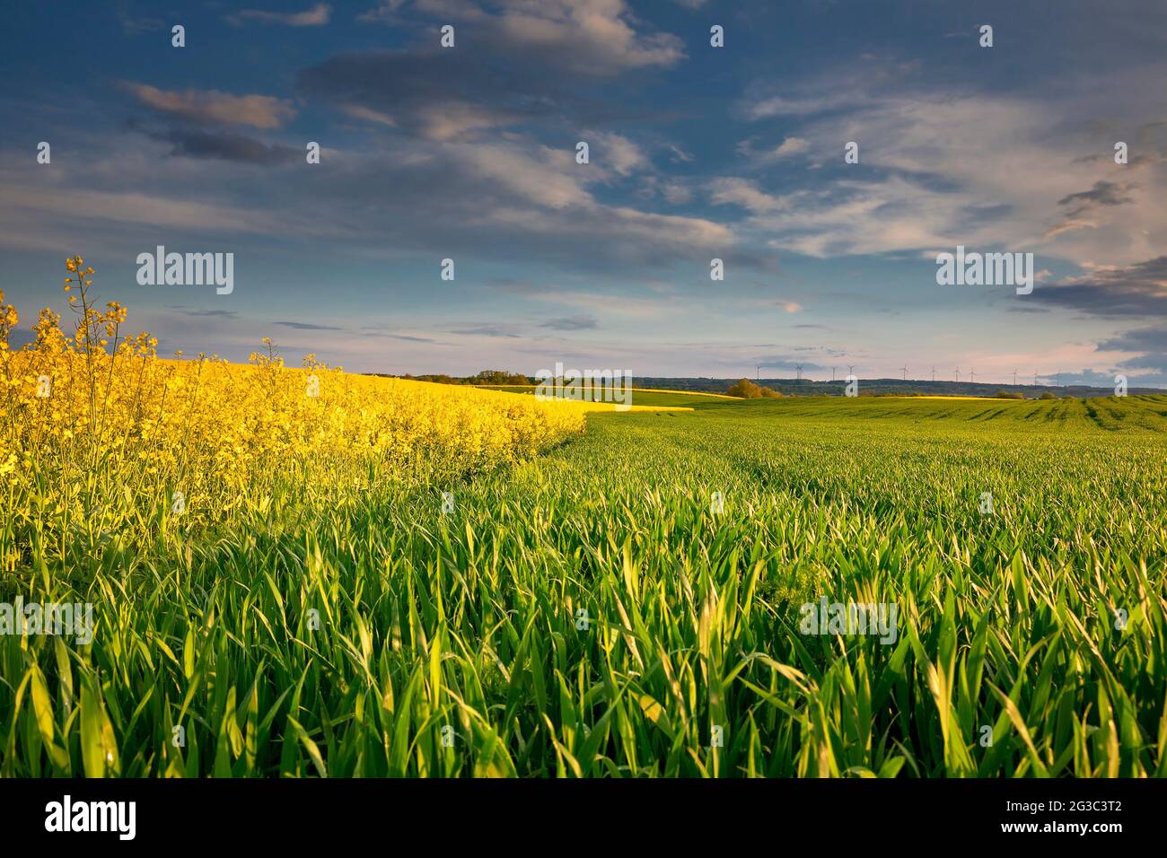 Schöne Felder auf deutschem Ackerland im Frühjahr Stockfoto