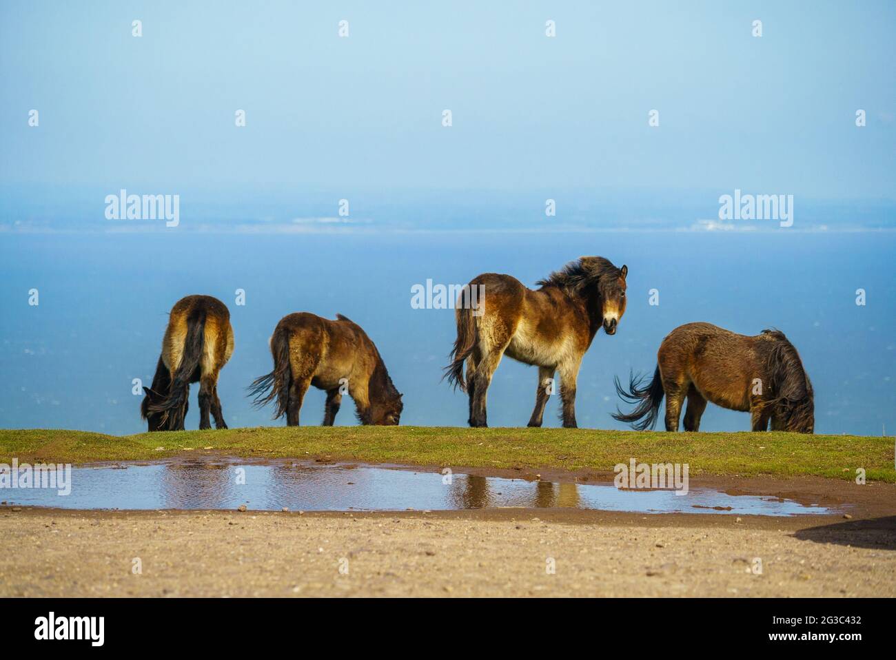 Dartmoor ponies Trinkwasser Teichwasser am Rande eines Hügels in Dartmoor 6 von 6 Stockfoto