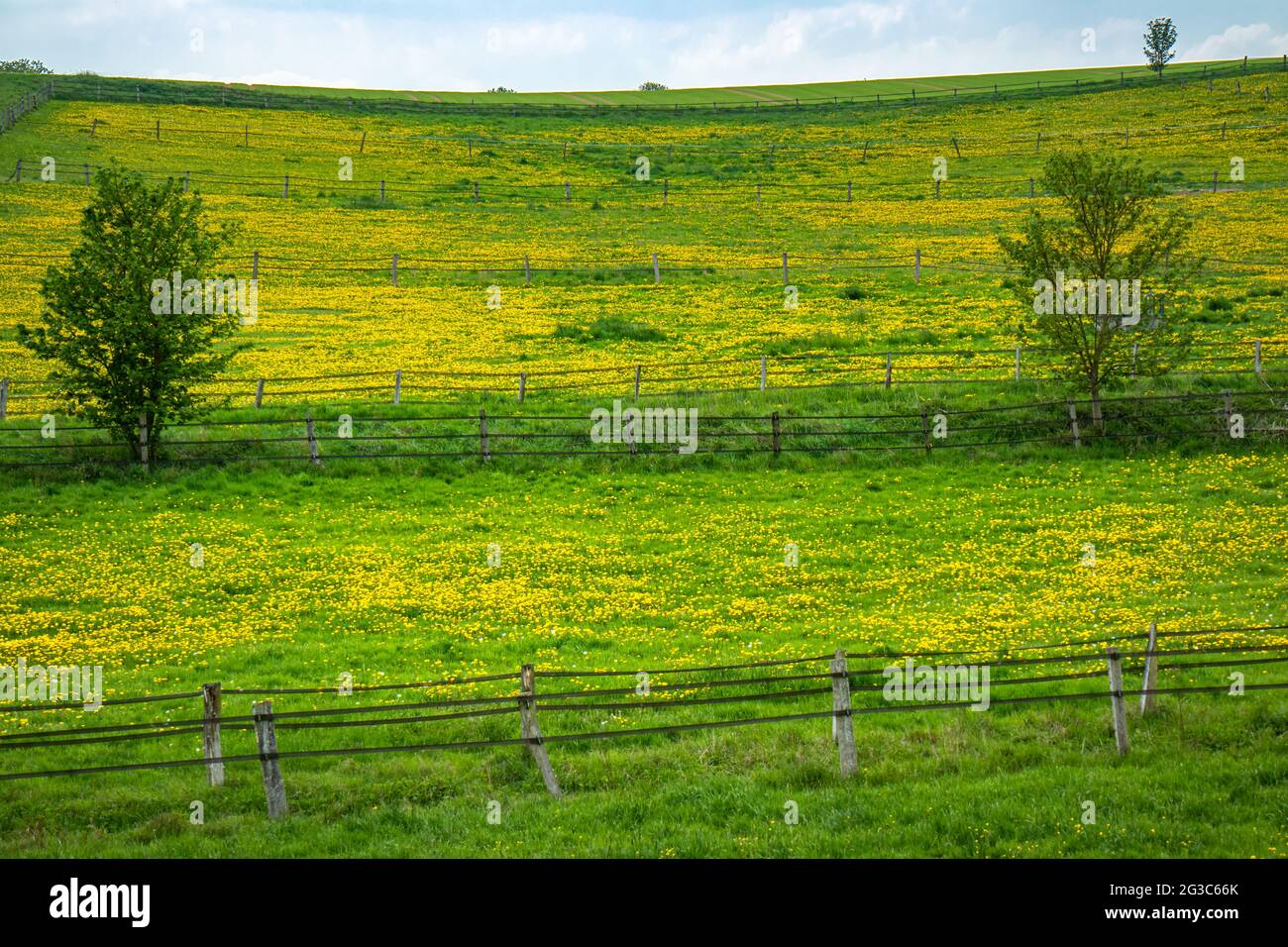 Blühende Weide mit Dandelionen auf einem Hügel in der Taunusregion nahe der Stadt Usingen, Hessen, Deutschland Stockfoto