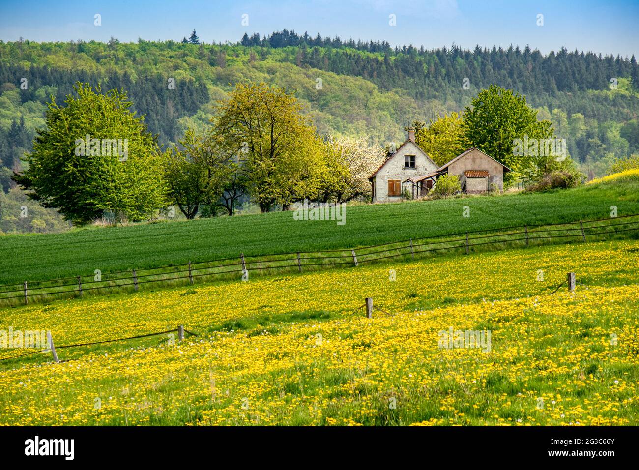 Blühende Weide mit Dandelionen auf einem Hügel in der Taunusregion nahe der Stadt Usingen, Hessen, Deutschland Stockfoto