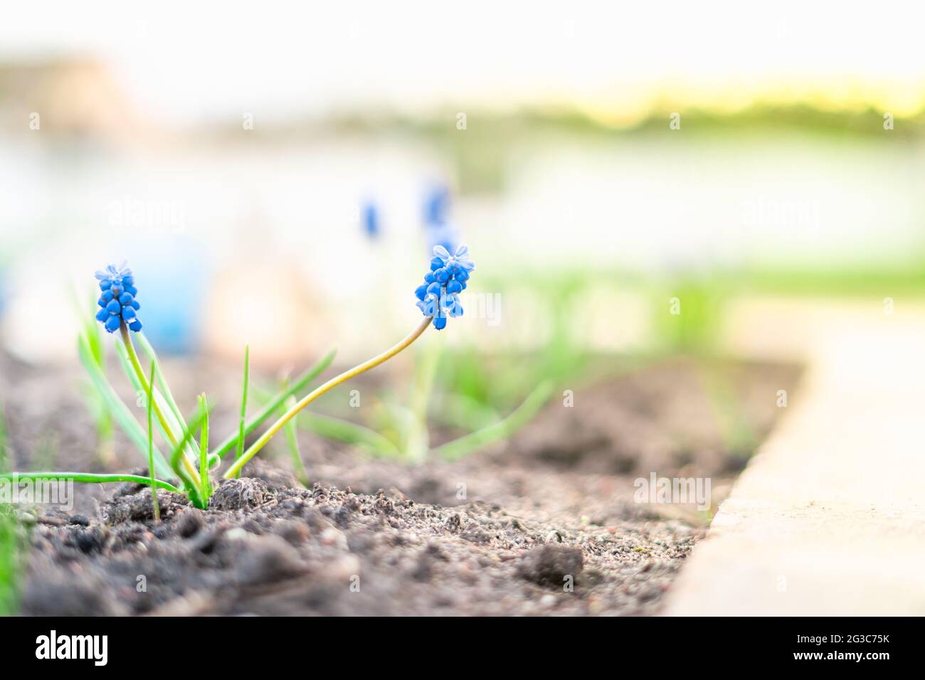 Schöne reiche dekorative blaue Muscari-Blüten wachsen auf einer Blume Bett Stockfoto