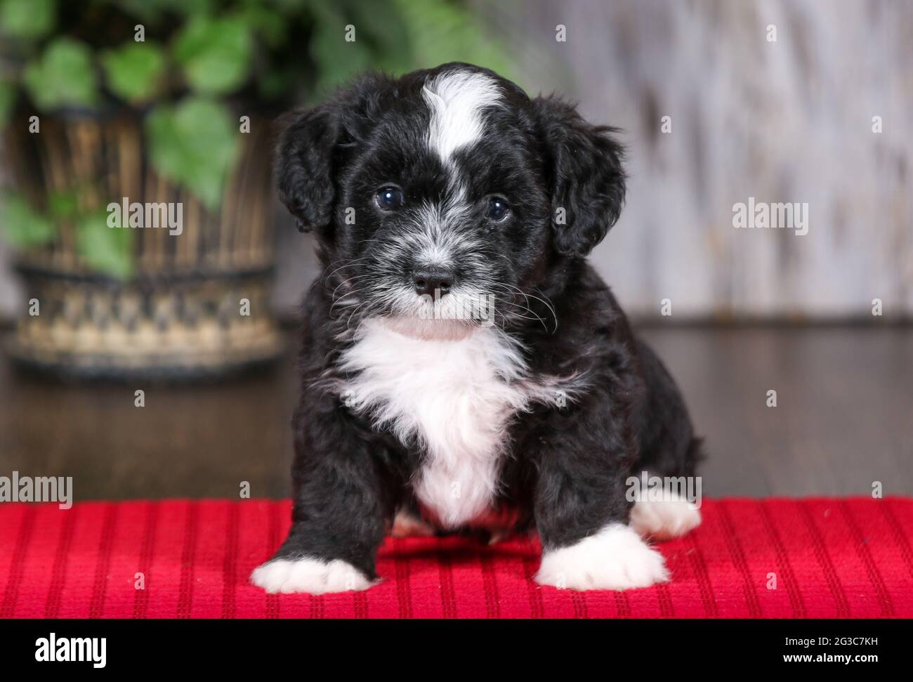 F2 Mini Bernedoodle Welpe schaut mit 5 Wochen auf die Kamera. Auf einer roten Handtuchmatte sitzend. Stockfoto