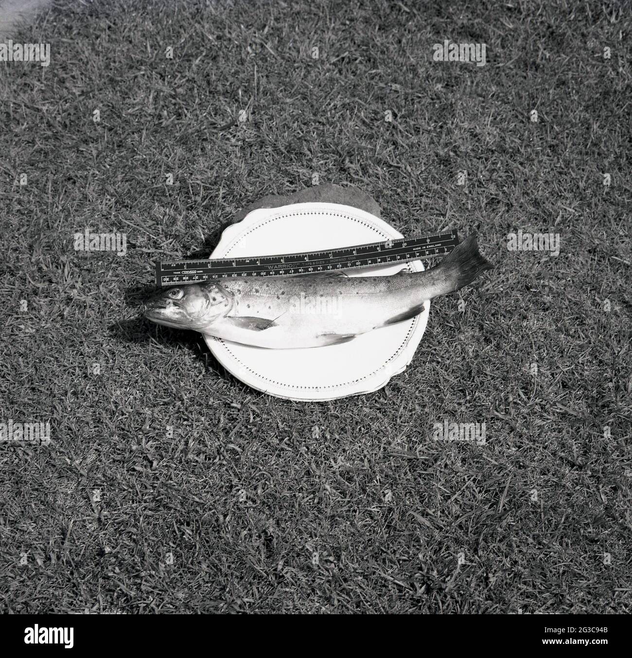 1960er Jahre, historisch, draußen auf etwas Gras, ein Fisch auf einem Teller mit einem Lineal darüber, England, Großbritannien. Stockfoto