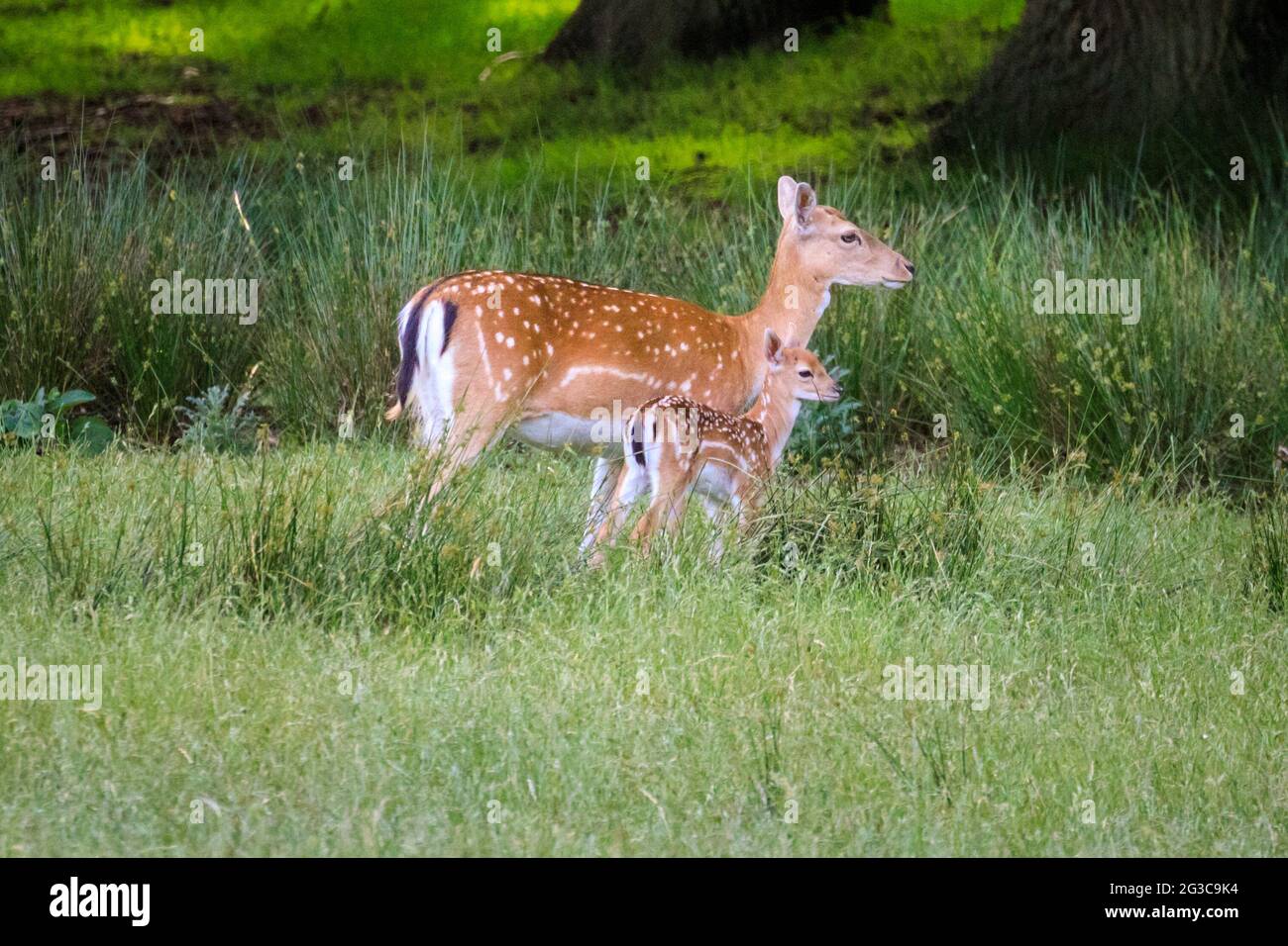 Dülmen, NRW, Deutschland. Juni 2021. Dama dama Mutter mit ihrem kleinen Rehkitz im langen Gras. Die Fawnsaison hat begonnen und mehrere kleine Damwild-Rehkitze, alle zwischen ein paar Tagen und zwei Wochen alt, beginnen, die umliegenden Wiesen und ausgedehnten Wälder im Dülmen Natur- und Wildreservat im Münsterland zu erkunden. Kredit: Imageplotter/Alamy Live Nachrichten Stockfoto