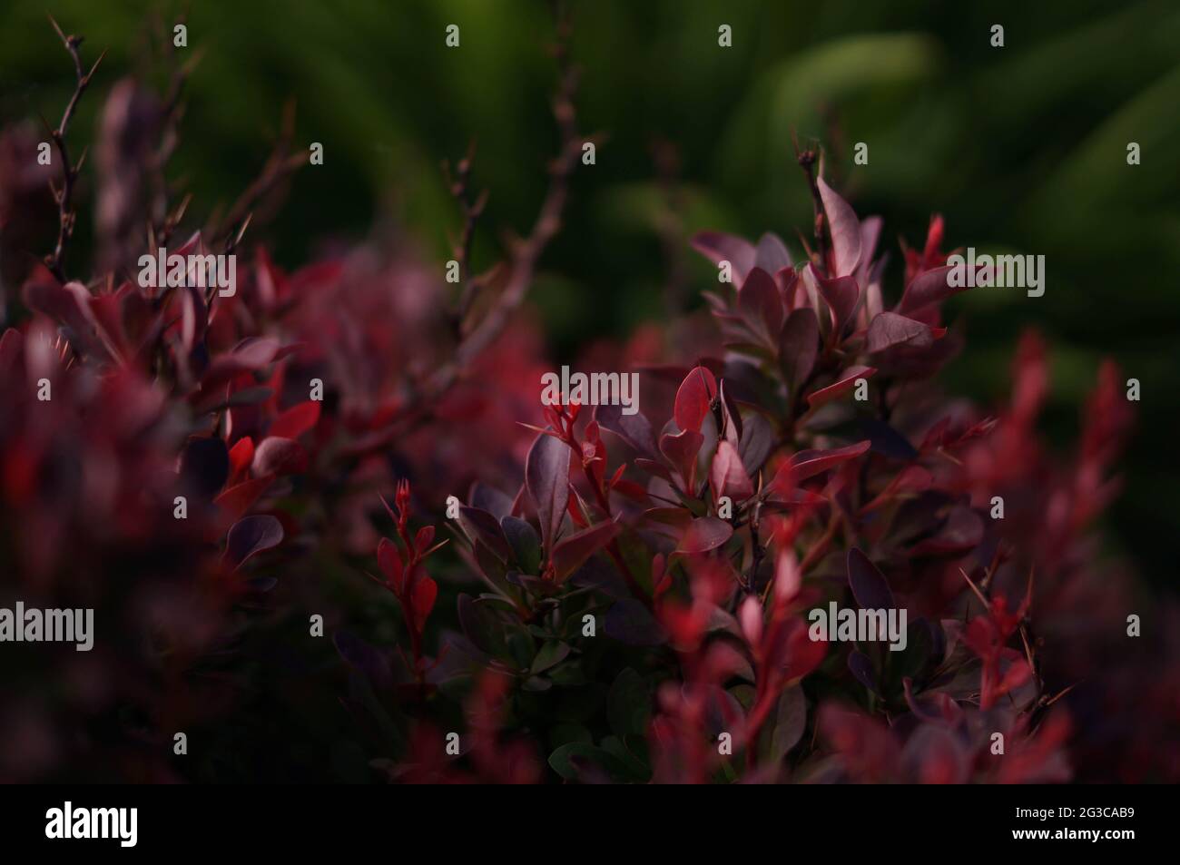 Rote Buschschattenpflanze, die mit sanften Tageslichtern leuchtet. Rotes und grünes dunkles Laub, geeignet für Hintergrundbilder und Buchumschläge. Stockfoto