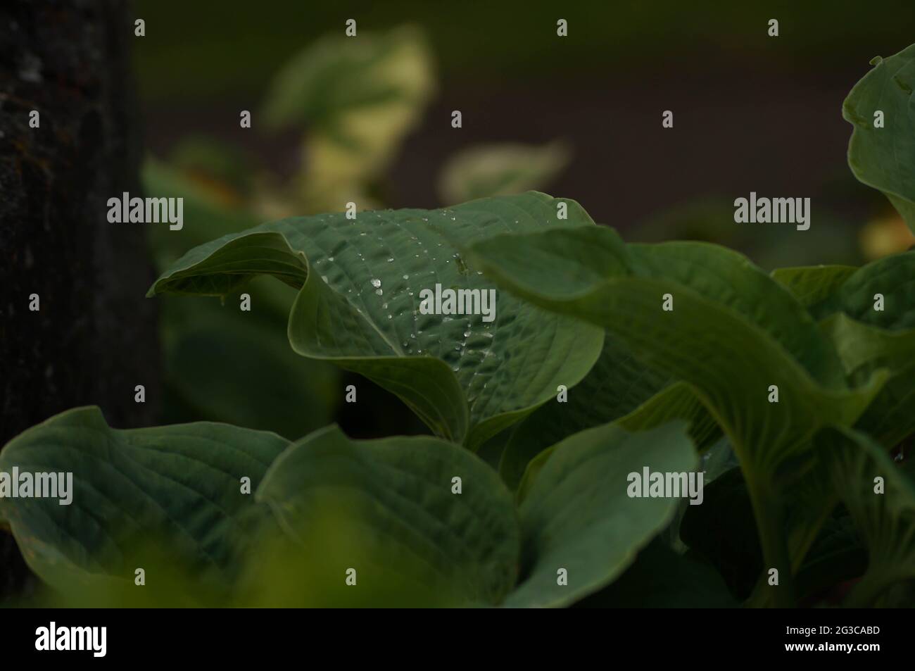 Rote Buschschattenpflanze, die mit sanften Tageslichtern leuchtet. Rotes und grünes dunkles Laub, geeignet für Hintergrundbilder und Buchumschläge. Stockfoto