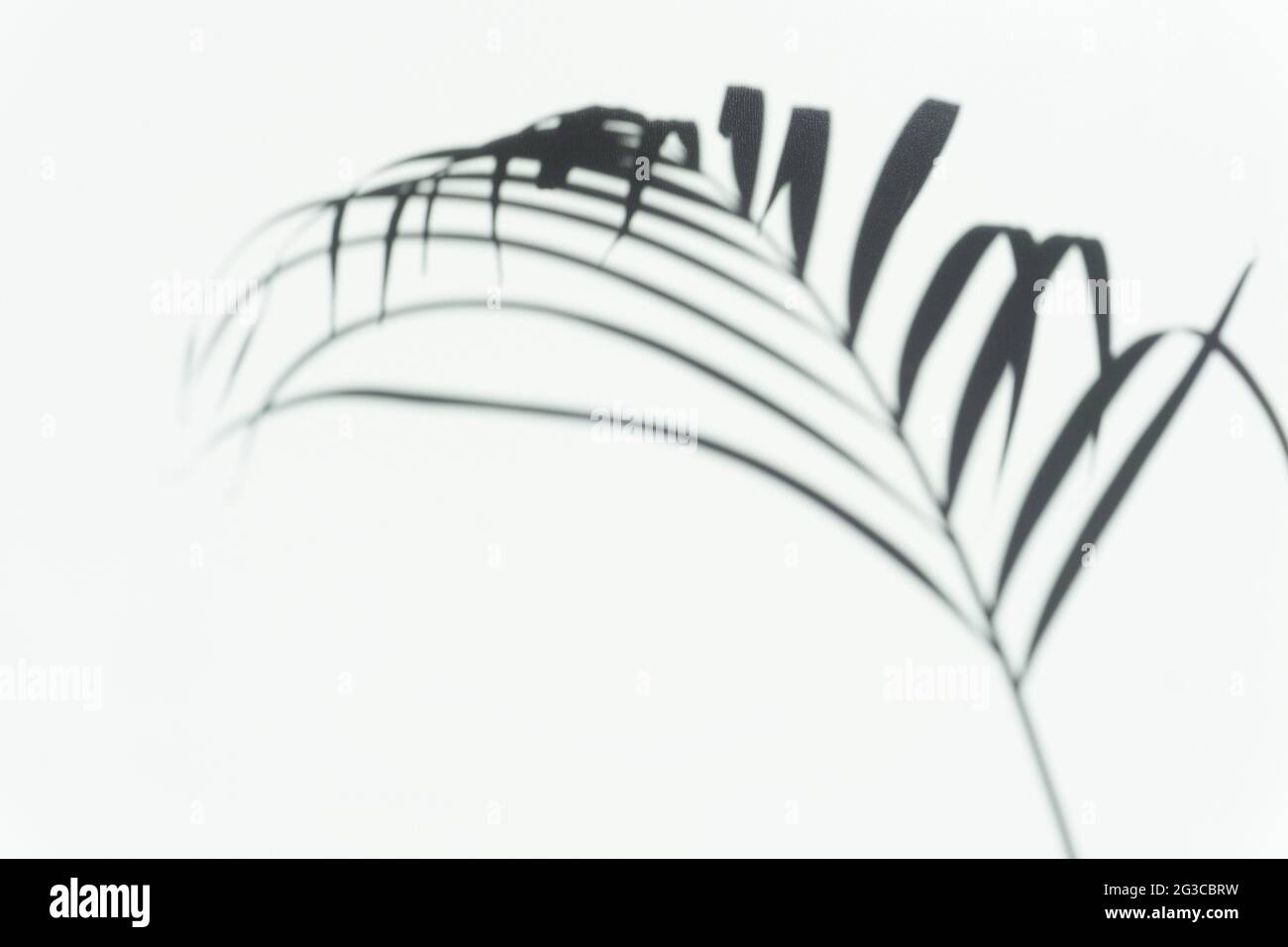 Schatten Handfläche Overlay Hintergrund. Verschwommener Schatten eines tropischen Astes einer Palme an einer weißen hellen Wand an einem sonnigen Tag. Hochwertige Fotos Stockfoto