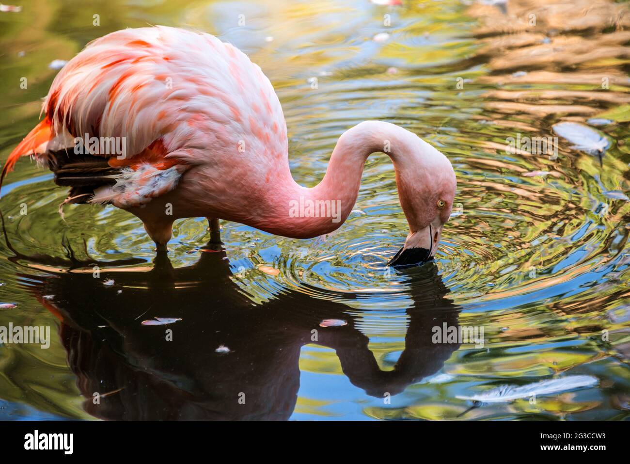 Rosa Flamingo Stockfoto