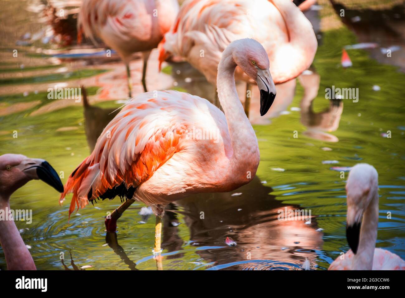 Rosa Flamingo Stockfoto