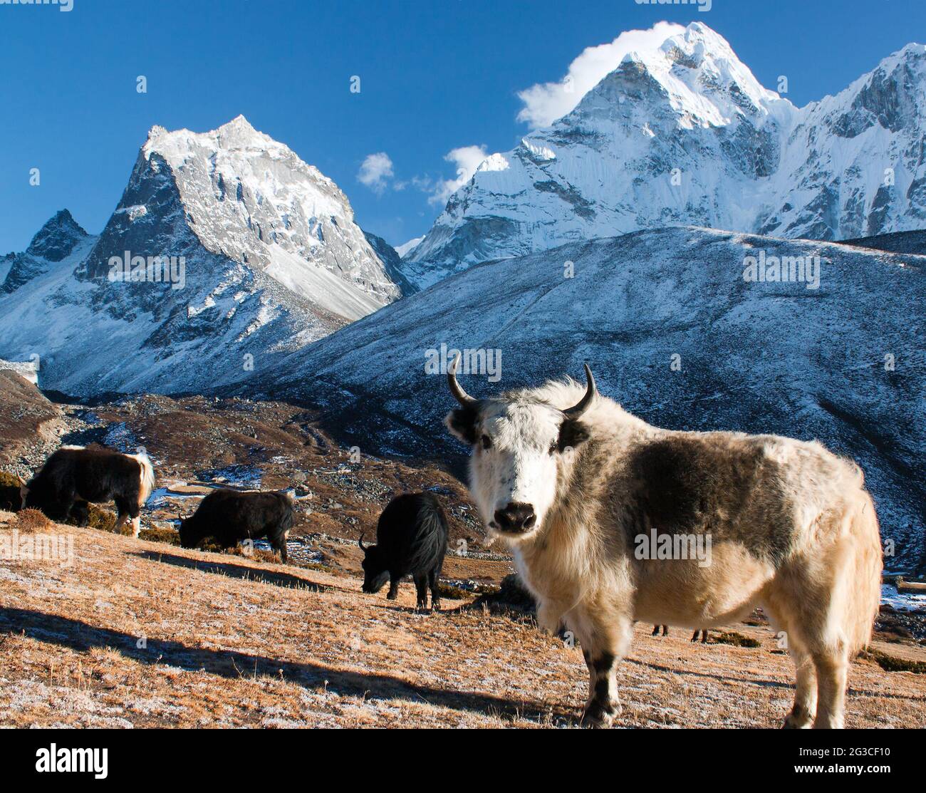 yak auf Weide und Ama dablam-Gipfel - Weg zum Everest-Basislager - Nepal Stockfoto