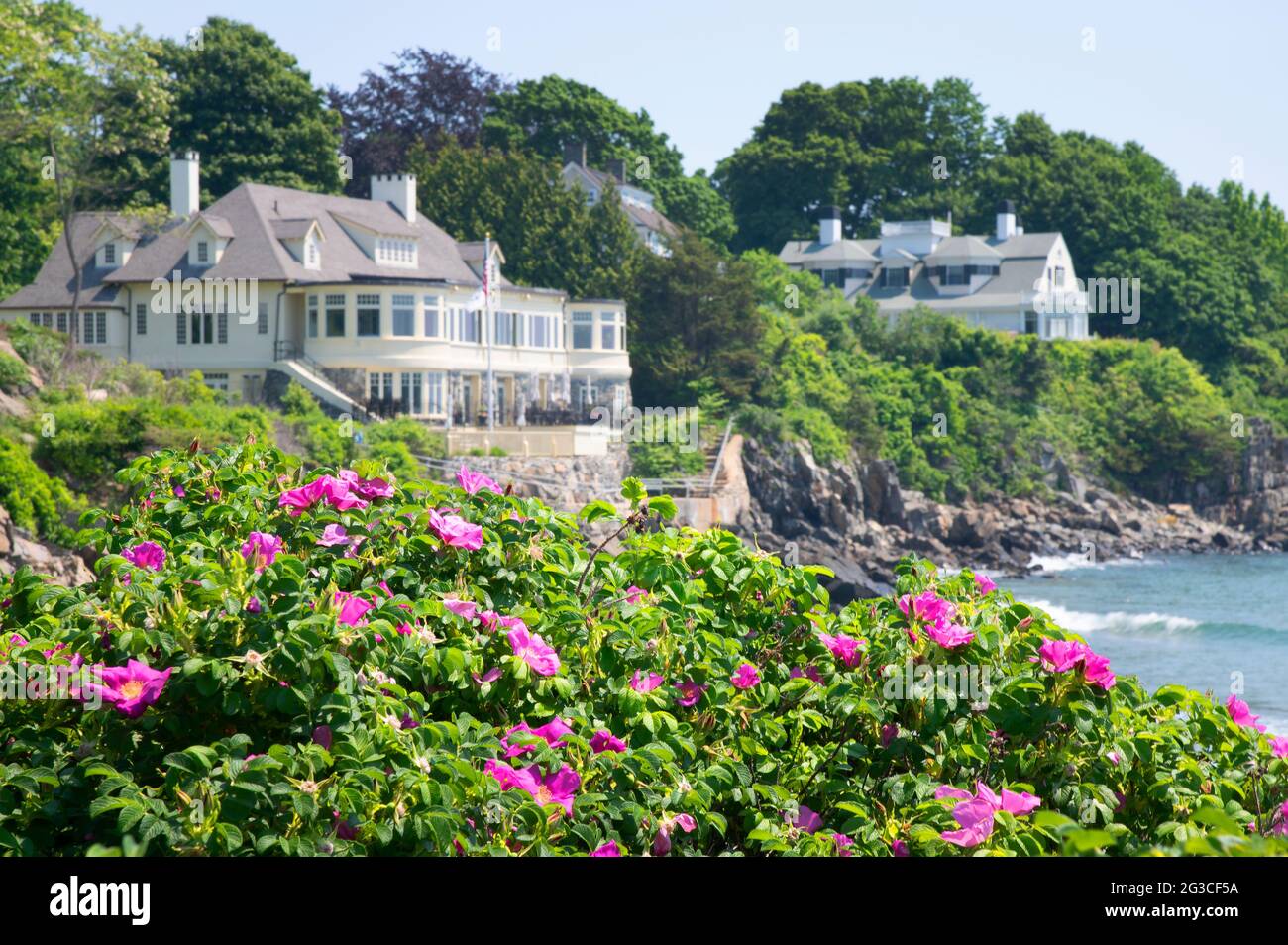 Beach Plum Roses, vor der Küste von York, Maine, mit Wohnhäusern im Hintergrund, USA Stockfoto