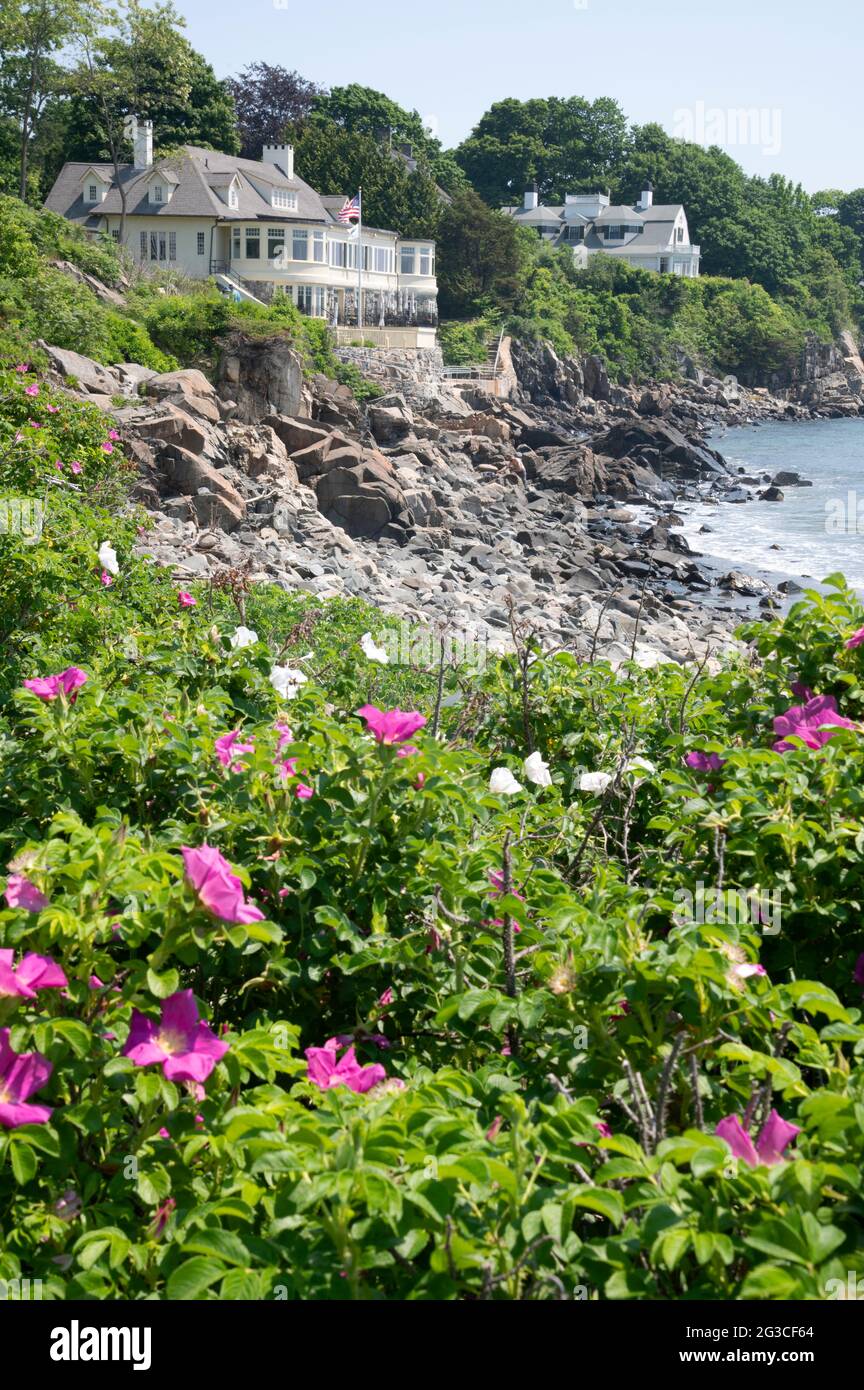 Beach Plum Roses, vor der Küste von York, Maine, mit Wohnhäusern im Hintergrund, USA Stockfoto