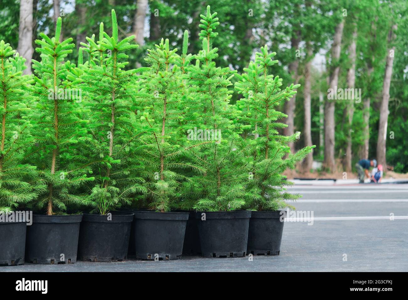 Fichten- oder Tannenbaum-Sämlinge in Töpfen in einer Baumschule im Freien Stockfoto