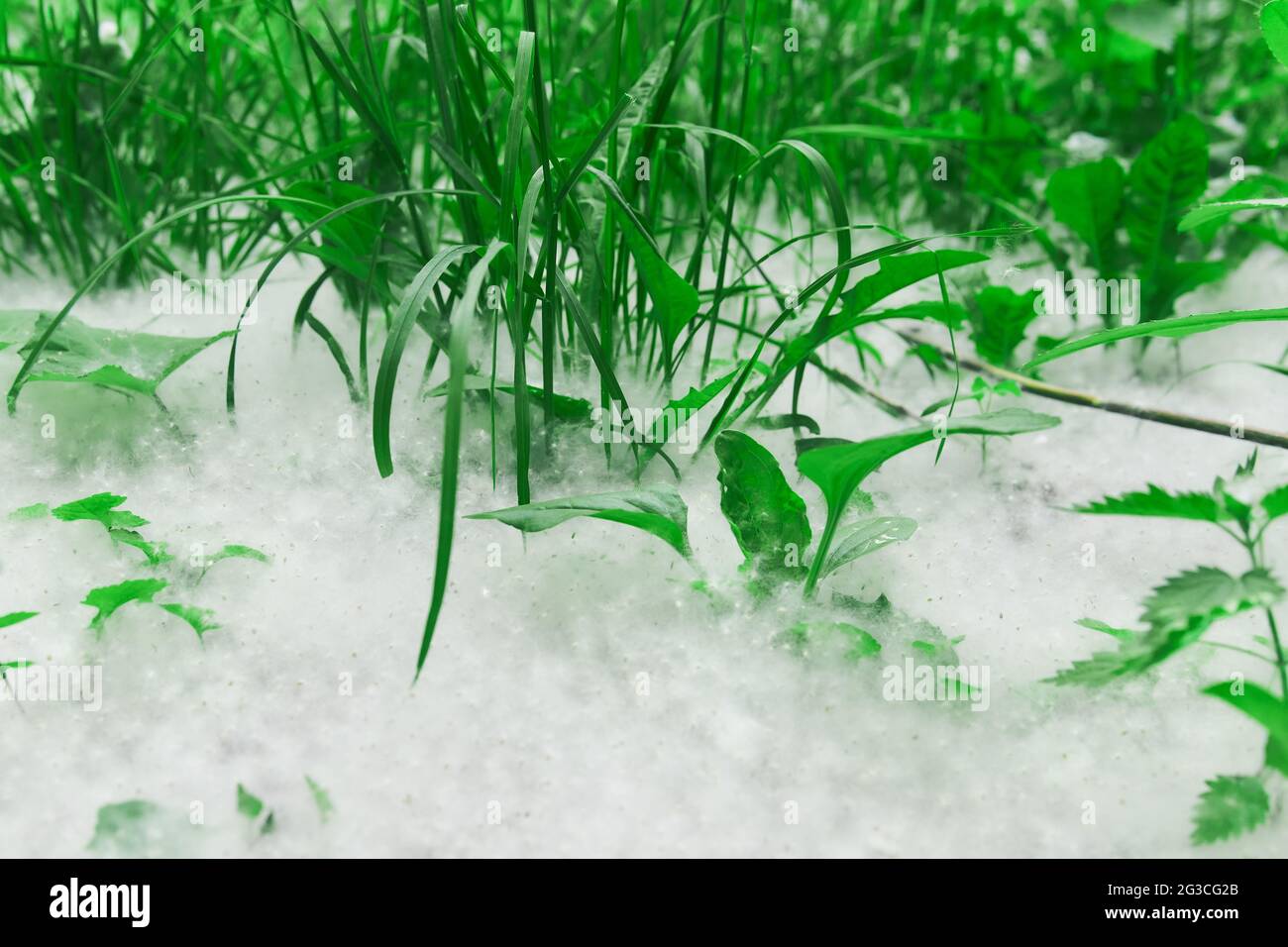 cottonwood Flusen liegt in einer dicken Schicht auf dem Rasen zwischen dem Gras Nahaufnahme Stockfoto