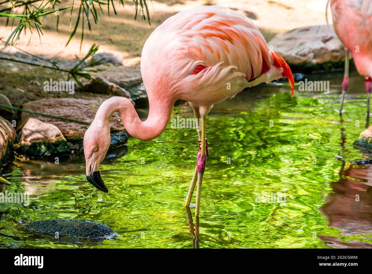 Rosa Flamingo Stockfoto