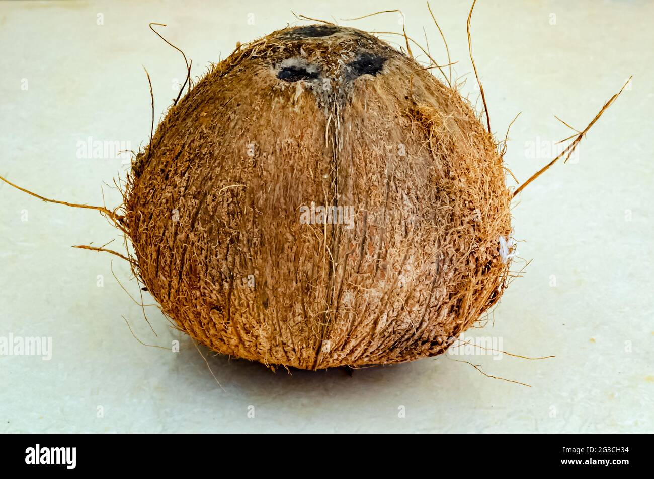Ganze Trockene Kokosnuss Stockfoto