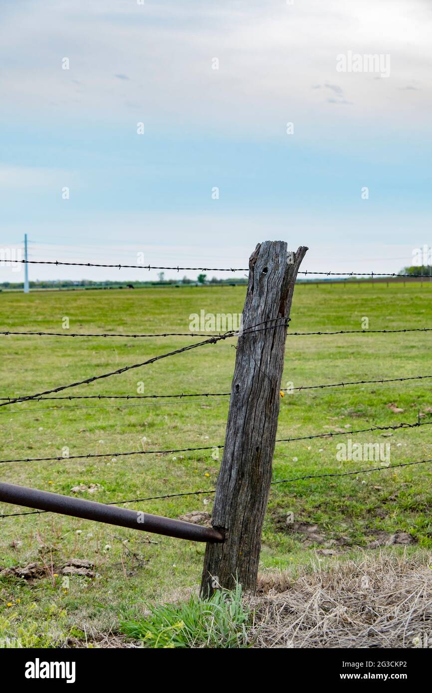 Ein hölzerner Zaunpfosten, der Stacheldrahtzaun mit einem Korsett um eine grasbewachsene Weide am Abend hält. USA. Stockfoto