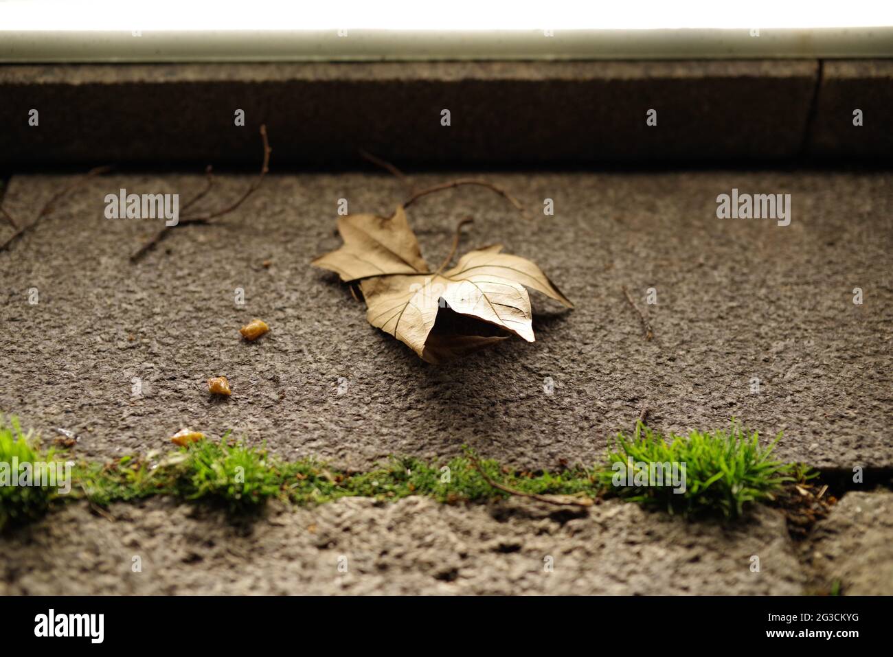 Ich ging abends alleine spazieren und das gefallene Blatt mit dem grünen frischen Gras inspirierte mich. Stockfoto
