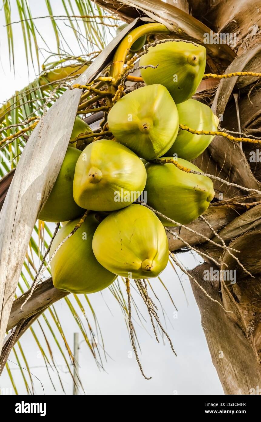 An einem kurzen Baum mit seiner Spachthe an der Spitze hängt ein großer Haufen Kokosnüsse. Stockfoto