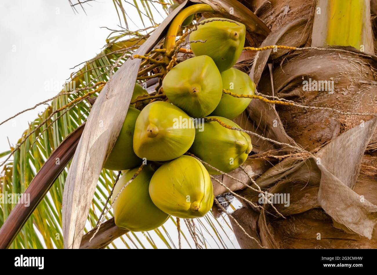 An einem kurzen Baum mit seiner Spachthe oben hängt ein großer Haufen Kokosnüsse. Stockfoto