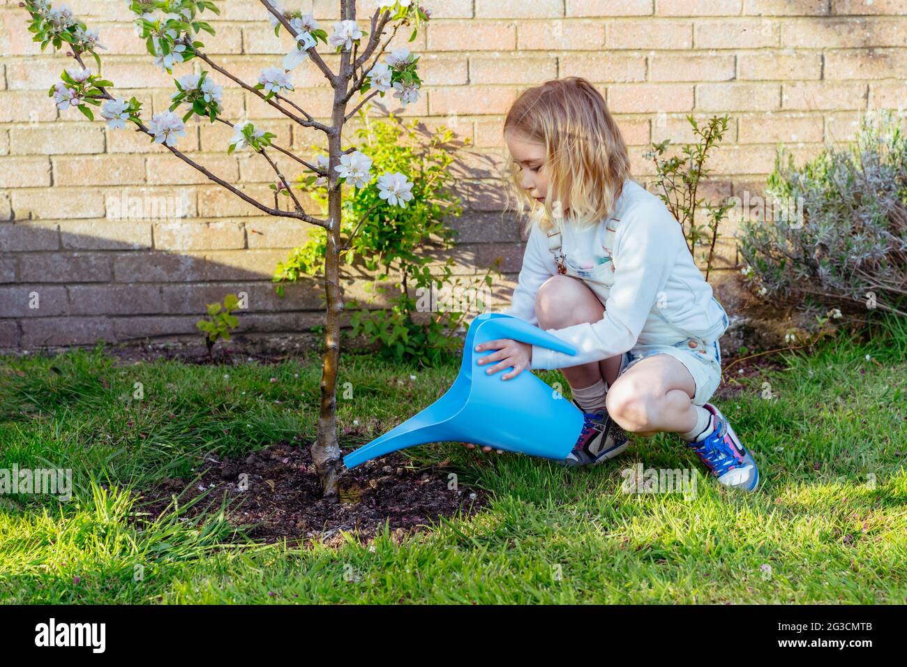 Kleines Mädchen gießt blühenden Baum mit Gießkanne im Garten. Kind hilft ihren Eltern, sich um Pflanzen zu kümmern. Früchte im Garten anbauen Stockfoto