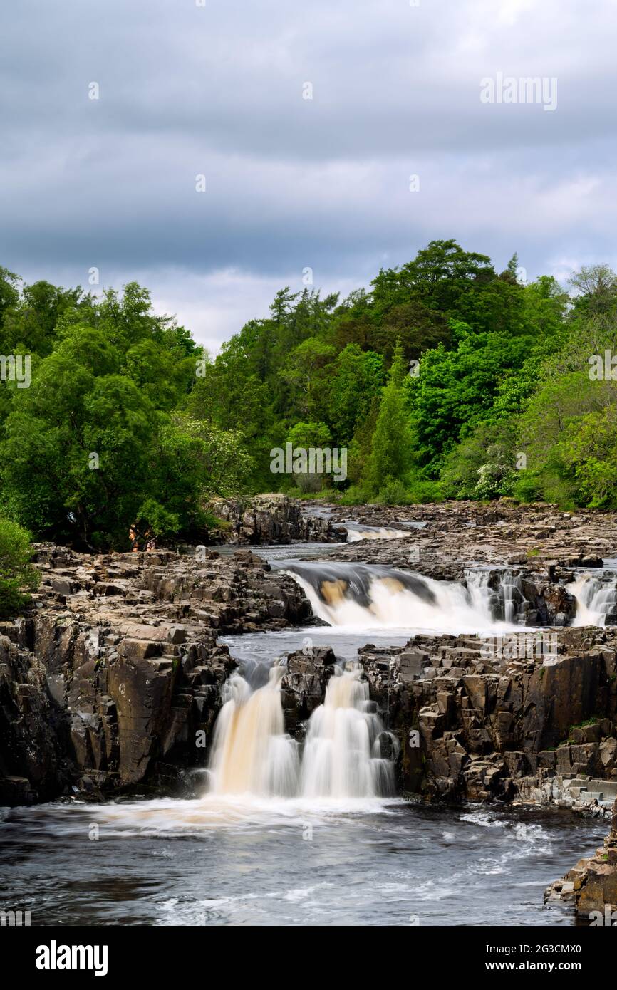 Low Force Wasserfall unter den Bäumen am Fluss Tees in den North Pennines, County Durham, England Stockfoto